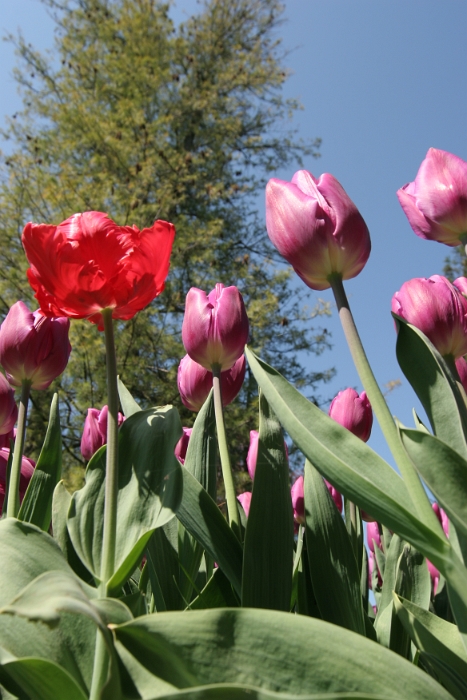 Tulipes a Morges 2007 - 008